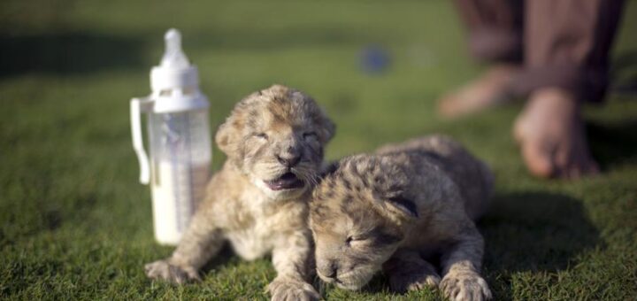 Morti i due Leoni nati nello zoo di Bissane