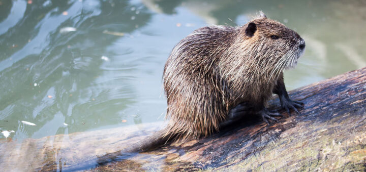 Stop alle uccisioni delle nutrie è legge