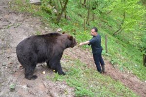 La liberazione degli orsi trentini un obbligo morale