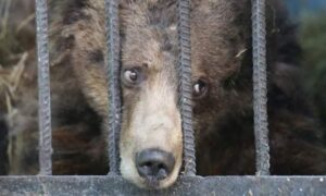 Orsi Casteller: Noi Orsi LIberi e il giuramento dei veterinari